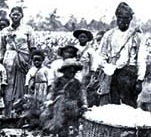 slaves on plantation