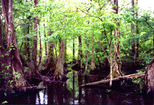 tangled trees in the great dismal swamp