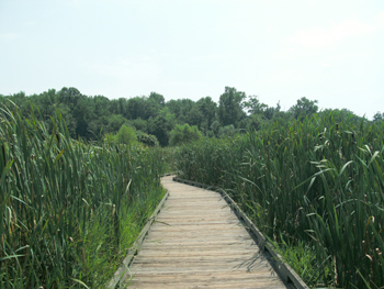 Huntley Meadows accessible trail
