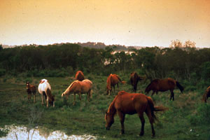 Ponies grazing on Assateague Island