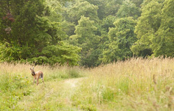 deer on edge of forest